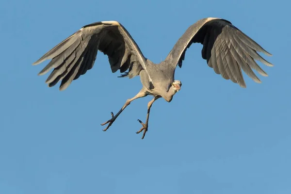 Gri Heron Ardea Cinerea Uçuş Hesse Almanya Avrupa — Stok fotoğraf