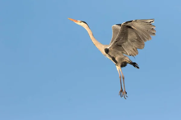 Héron Gris Ardea Cinerea Vol Hesse Allemagne Europe — Photo