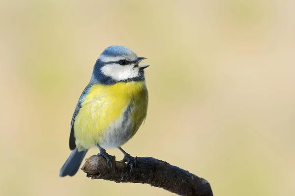 Blue Tit Parus Caeruleus Tyrol Austria Europe — Φωτογραφία Αρχείου