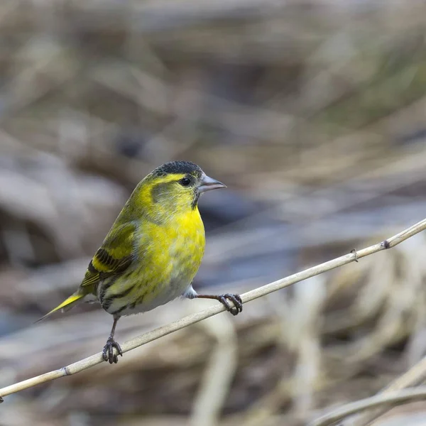 Zeisig Carduelis Spinus Männchen Tirol Österreich Europa — Stockfoto