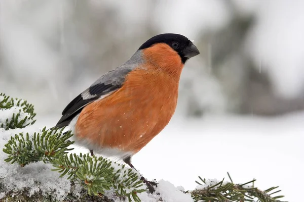 Eurasian Bullfinch Pyrrhula Pyrrhula Tyrol Austria Europe — Stock Photo, Image