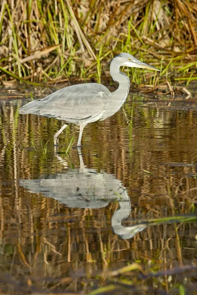 Сірий Герон Ardea Cinerea Молодий Тіроль Австрія Європа — стокове фото