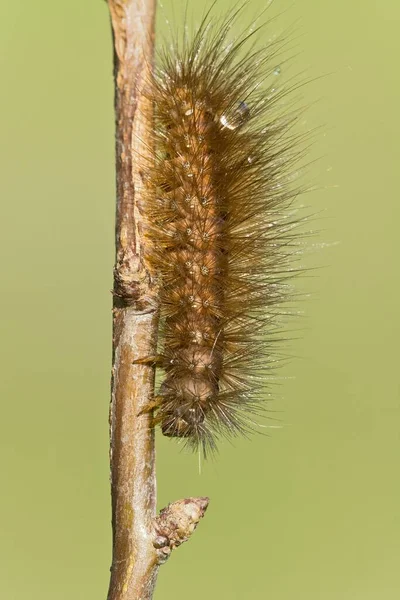 Caterpillar Muslin Moth Diaphora Mendica Tirol Áustria Europa — Fotografia de Stock