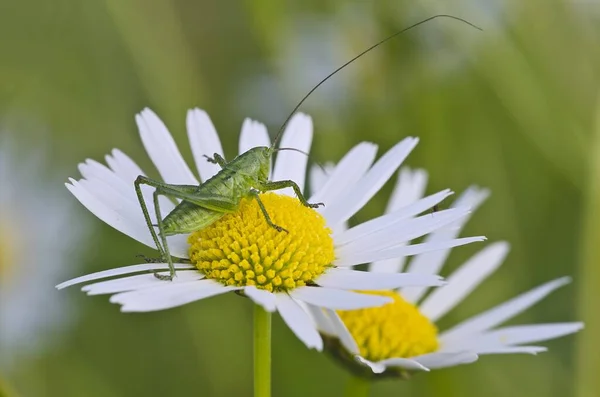 Great Green Bush Cricket Tettigonia Viridisma Νεαρό Burgenland Αυστρία Ευρώπη — Φωτογραφία Αρχείου