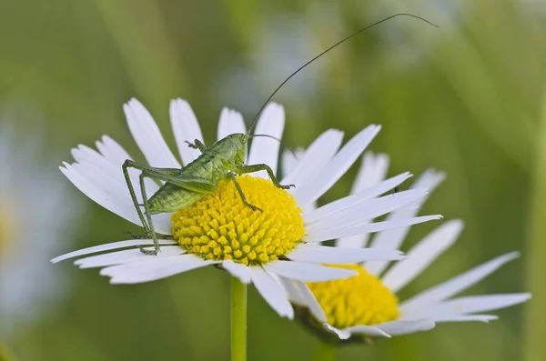 Büyük Yeşil Çalı Çekirgesi Tettigonia Viridissima Çocuk Burgenland Avusturya Avrupa — Stok fotoğraf