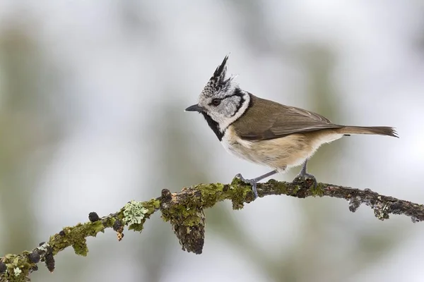 Crested Tit Parus Cristatus Tyrol Austria Europe — Stock Photo, Image