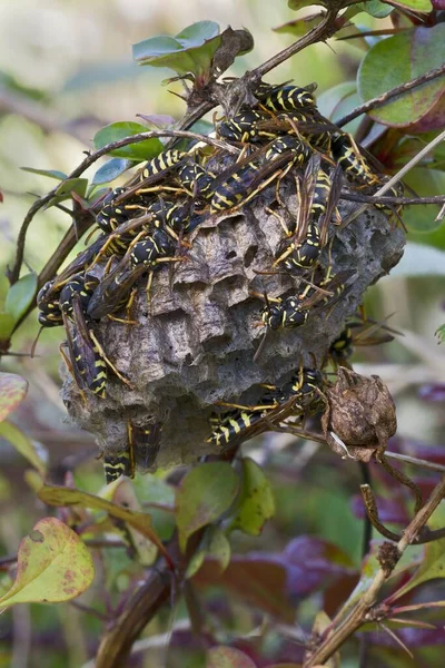 Paper Wasps Polistes Nimpha Nest Tyrol Austria Europe — Stock Photo, Image