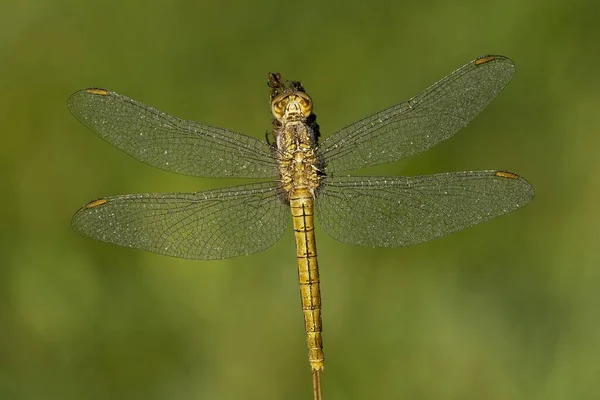 Keeled Skimmer Orthetrum Coerulescens Woman Burgenland Austria Europe — стокове фото