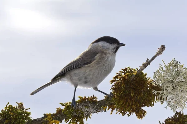 Marsh Tit Parus Palustris Tirol Austria Europa —  Fotos de Stock