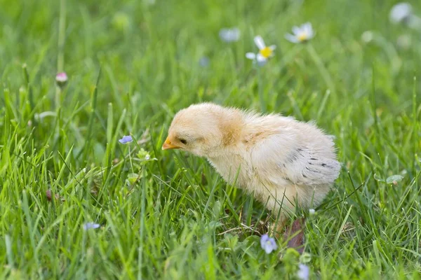 Poussin Bantam Tyrol Autriche Europe — Photo