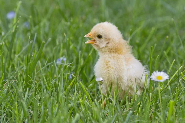 Poussin Bantam Tyrol Autriche Europe — Photo