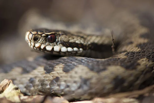 Κοινή Ευρωπαϊκή Οχιά Vipera Berus Emsland Κάτω Σαξονία Γερμανία Ευρώπη — Φωτογραφία Αρχείου