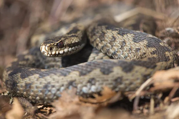 Żmija Europejska Vipera Berus Emsland Dolna Saksonia Niemcy Europa — Zdjęcie stockowe