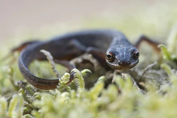 Smooth Newt Lissotritron Vulgaris Emsland Dolna Saksonia Niemcy Europa — Zdjęcie stockowe