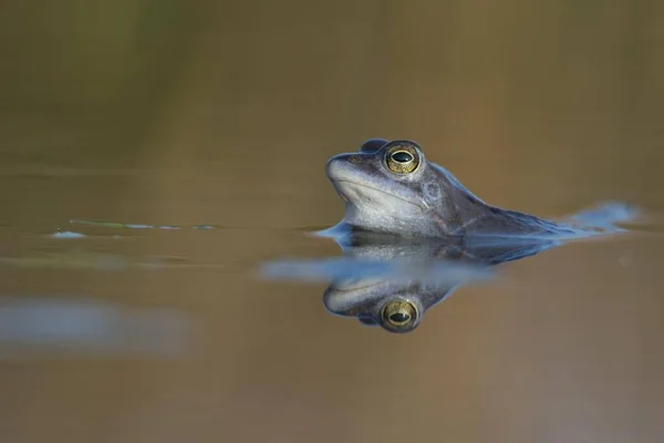 Moor Frog Rana Arvalis Emsland Nedersaksen Duitsland Europa — Stockfoto