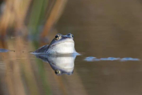 Moor Frog Rana Arvalis Emsland Nedersaksen Duitsland Europa — Stockfoto