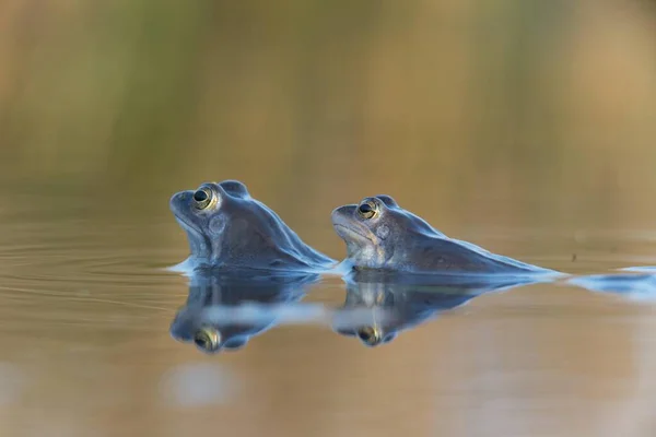 Moor Frog Rana Arvalis Mating Emp Org Lower Saxony Germany — 图库照片
