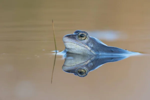 Moor Frog Rana Arvalis Emsland Κάτω Σαξονία Γερμανία Ευρώπη — Φωτογραφία Αρχείου