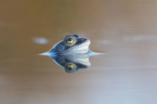 Moor Frog Rana Arvalis Emsland Κάτω Σαξονία Γερμανία Ευρώπη — Φωτογραφία Αρχείου