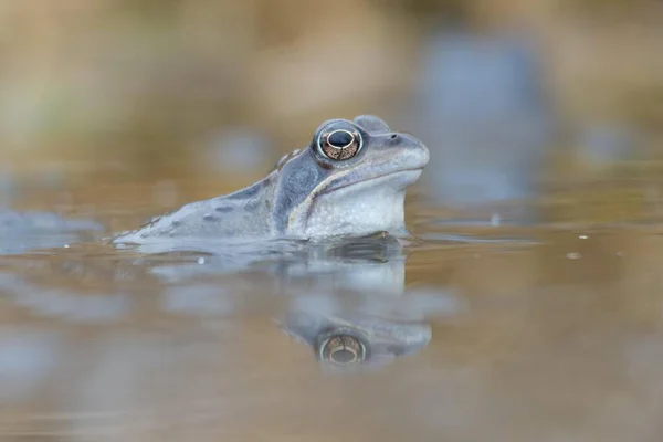 Groda Rana Arvalis Emsland Niedersachsen Tyskland Europa — Stockfoto