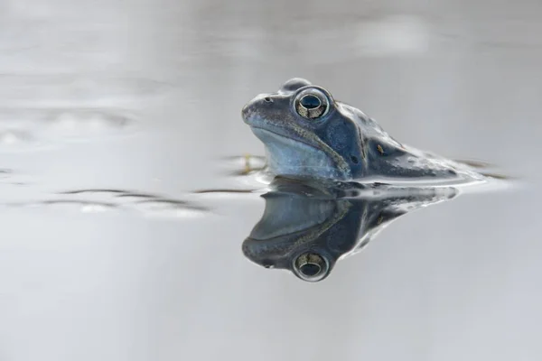 Groda Rana Arvalis Emsland Niedersachsen Tyskland Europa — Stockfoto