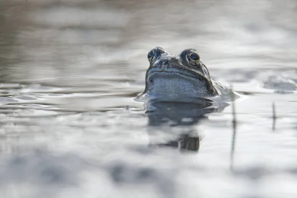 Moor Frog Rana Arvalis Emsland Lower Saxony Germany Europe — 스톡 사진