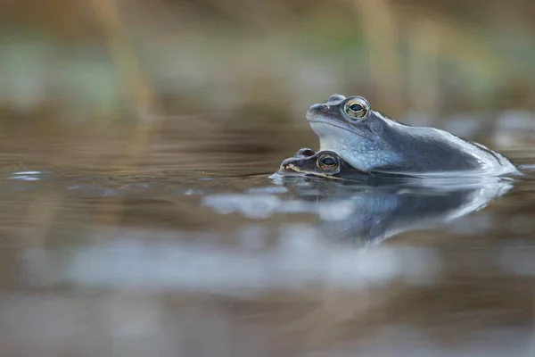 Moor Frog Rana Arvalis Emsland Lower Saxony Germany Europe — 스톡 사진