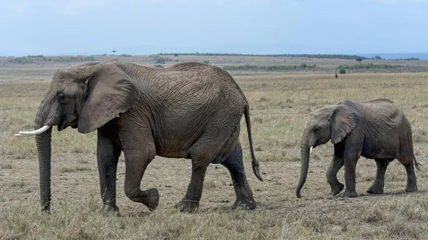 Elefante Africano Com Bezerro Loxodonta Africana Reserva Nacional Maasai Mara — Fotografia de Stock