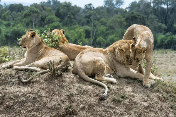 Leones Panthera Leo Reserva Nacional Maasai Mara Kenia África — Foto de Stock