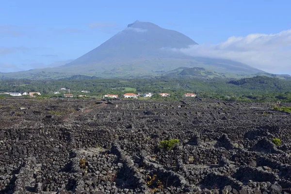 Verdelho Vindistrikt Mount Pico Pico Island Azorerna Portugal Europa — Stockfoto