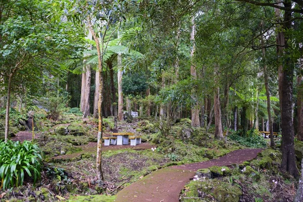 Reserva Florestal Recreio Mata Serreta Serreta Park Terceira Azory Portugalia — Zdjęcie stockowe