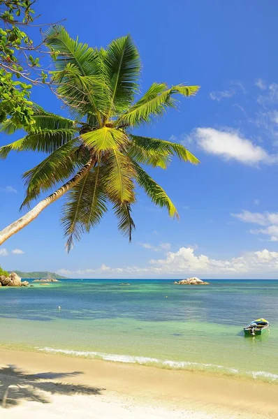 Пальмовое Дерево Anse Lab Beach Остров Ислин Сейшельские Острова Африка — стоковое фото