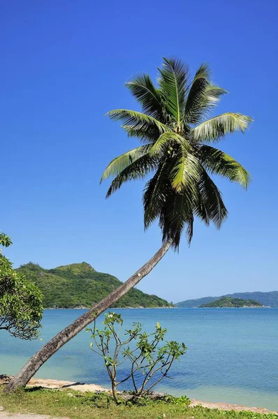 Palm Tree Anse Lazio Beach Νήσος Praslin Σεϋχέλλες Αφρική — Φωτογραφία Αρχείου