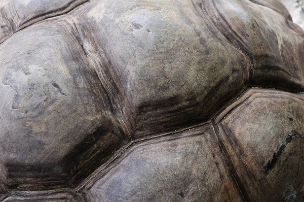 Detail Van Schelp Van Een Aldabra Giant Tortoise Aldabrachelys Gigantea — Stockfoto