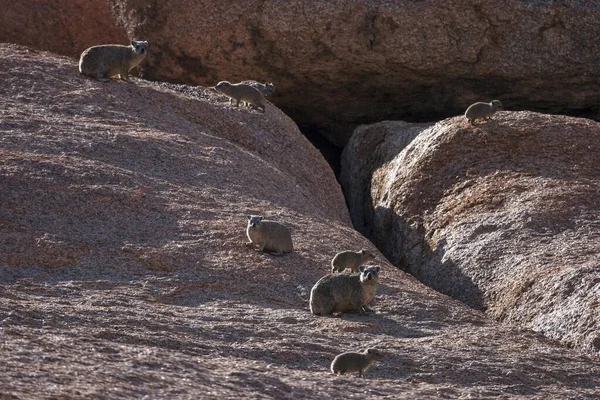 Irax Roccia Procavia Capensis Spitzkoppe Namibia Africa — Foto Stock