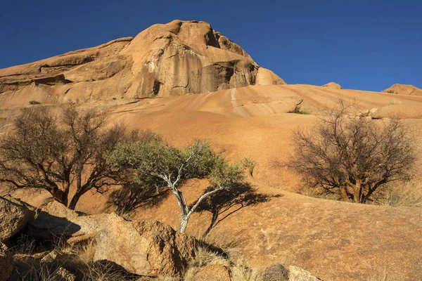 非洲达摩拉兰Spitzkoppe岩层中的蓝叶软木 Commiphora Glaucescens 和Shepherd树 Boscia Albitrunca — 图库照片