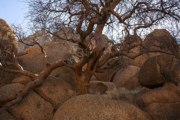 Legno Sughero Foglia Blu Commiphora Glaucescens Spitzkoppe Damaraland Namibia Africa — Foto Stock