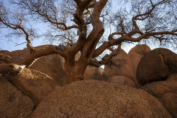 Legno Sughero Foglia Blu Commiphora Glaucescens Spitzkoppe Damaraland Namibia Africa — Foto Stock