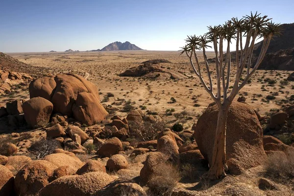 Blick Von Der Großen Spitzkoppe Köcherbaum Aloe Dichotoma Kleine Spitzkoppe — Stockfoto