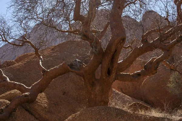 Blaublättriges Korkenholz Commiphora Glaucescens Spitzkoppe Damaraland Namibia Afrika — Stockfoto