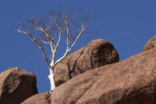 Hirtenbaum Boscia Albitrunca Zwischen Zwei Felsbrocken Twyfelfontein Namibia Afrika — Stockfoto