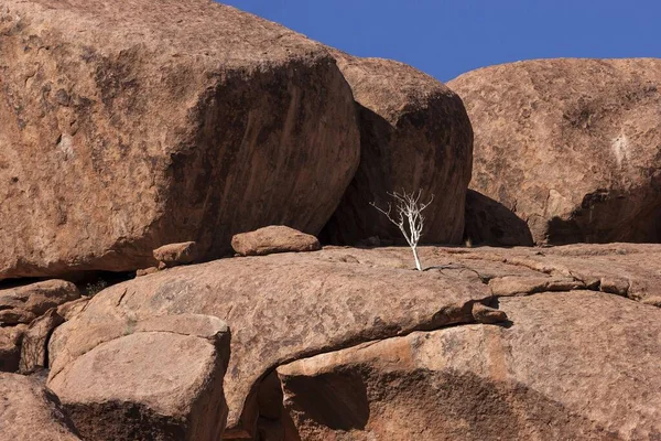 Hirtenbaum Boscia Albitrunca Zwischen Felsen Bei Twyfelfontein Namibia Afrika — Stockfoto