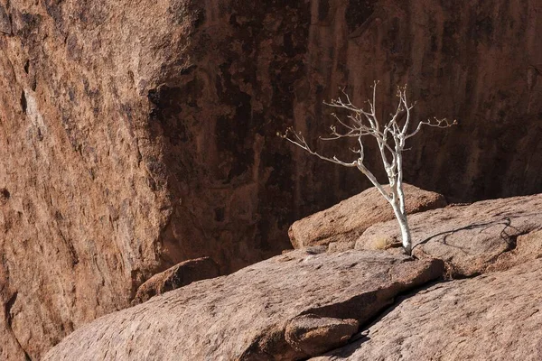 Shepherd Tree Boscia Alvania Entre Rochas Twyfelfontein Namíbia África — Fotografia de Stock