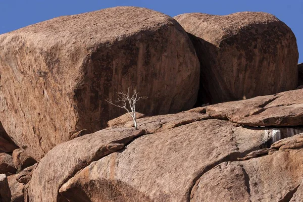 Hirtenbaum Boscia Albitrunca Zwischen Felsen Bei Twyfelfontein Namibia Afrika — Stockfoto