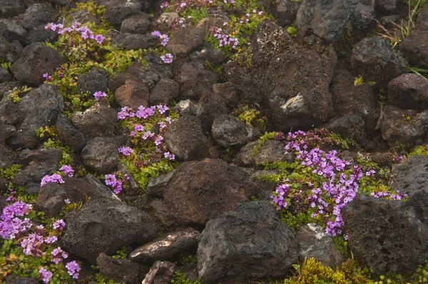 Lava Rock Moss Flowers Iceland Europe — Stock Photo, Image