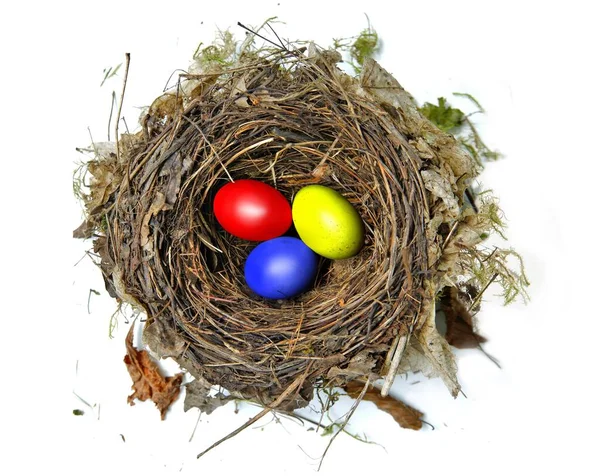 Farbige Eier Vogelnest — Stockfoto