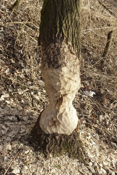 Bäverbiten Trädstam Vid Sandkrugbrcke Schnakenbek Schleswig Holstein Tyskland Europa — Stockfoto