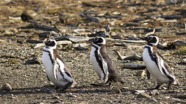 Magellán Pingvinek Vad Természetben — Stock Fotó