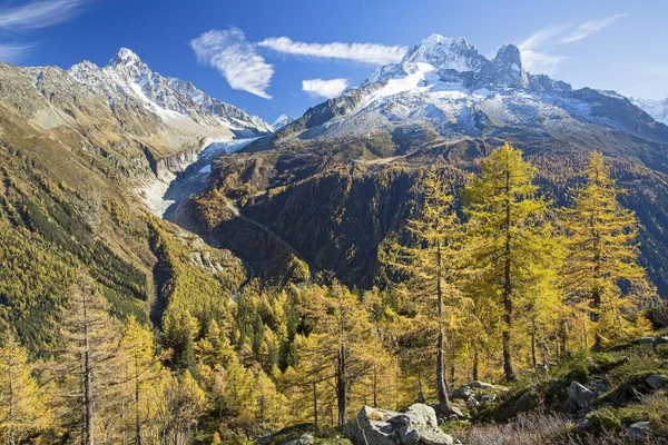 Bosque Alerce Otoño Vista Las Montañas Chamonix Detrás Alpes Francia —  Fotos de Stock