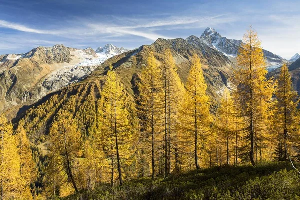Лиственничный Лес Осенью Вид Горы Шамони Позади Альпы Франция Европа — стоковое фото